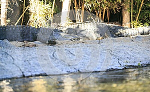 A couple of crocodiles in a zoo