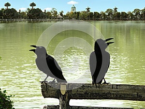 Couple of crow on the log