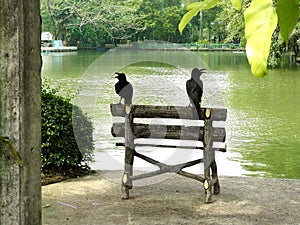 Couple of crow on the log of bench