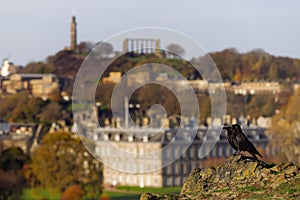 Couple of crows standing on a rock and Edinburgh city Centre in the background in UK