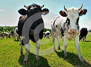 Couple of curious cows on pasture