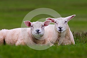 A couple of resting sheep, the Netherlands