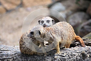 Couple of curious meerkats (Suricata suricatta)