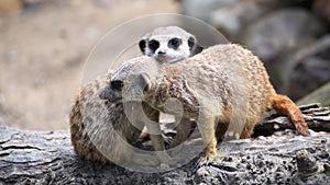 Couple of curious meerkats (Suricata suricatta)