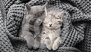 Couple cute 2 kittens in love sleeping on gray soft knitted blanket. Cats rest napping on bed. Feline love friendship on valentine