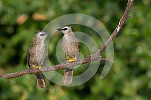 Couple cute birds perching in nature.