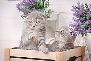 Couple of cute cats in a wooden box. Lavender flowers in the background
