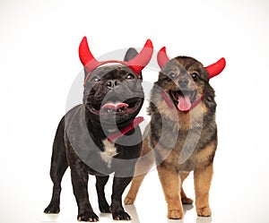 Couple of cute devil dogs celebrating halloween together