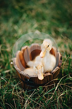 A couple of cute ducklings