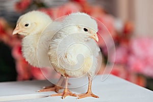 Couple of cute friendly little yellow newborn chicks on wooden table on blurred background