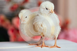 Couple of cute friendly little yellow newborn chicks on a wooden table on blurred background