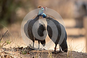 Couple of cute Helmeted Guinea Fowls