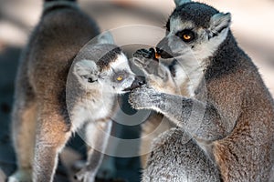 Couple of cute lemurs, one tenderly licking the other