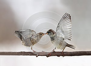 couple of cute little birds sparrows arguing on the branch flapping wings and beaks locked together