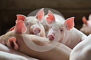 Couple cute Piglets in the pig farm