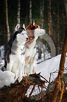 Couple of cute Siberian huskies dog sit on fallen tree in winter forest