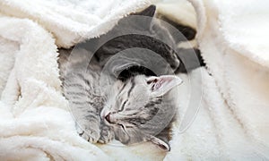 Couple cute tabby kittens sleeping on white soft blanket. Cats rest napping on bed. Feline love and friendship on valentine day.