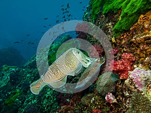 Couple Cuttlefish Mating