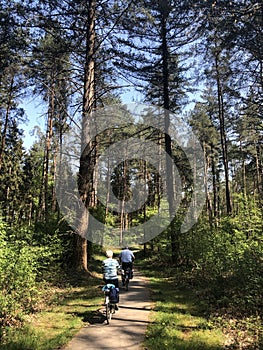 Couple cycling through the forest around Ommen