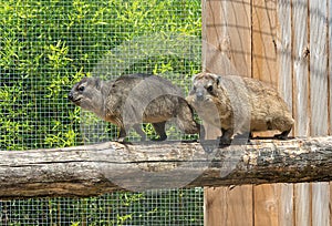 Couple of damans - Mountain rabbit - Procavia capensis walking on a log