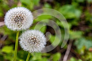 Couple of dandelion with seeds, close up photo