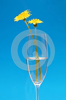 A couple of dandelions in a glass isolated on a blue background