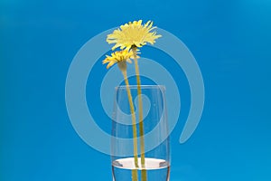 A couple of dandelions in a glass isolated on a blue background