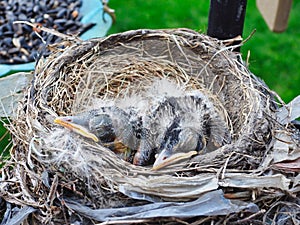 Couple Day Old American Robin Baby Birds Nap in Nest