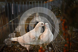 A couple of decorative white pigeons in a cage, love symbol. Bird breeding. Trade show exhibition. Farming business, agriculture