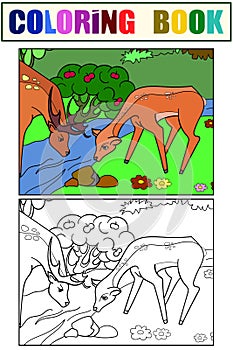 Couple, deer family at a watering hole, in a forest. Set coloring book and color picture. Raster