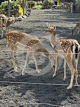 a couple of deer that are standing by a fence with people behind it