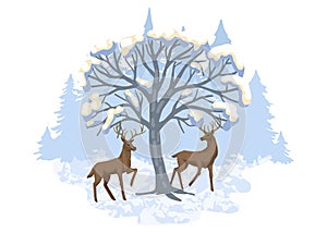 Couple of deers are walking in the forest, winter snow on the tree. Vector illustration, print design, cover or