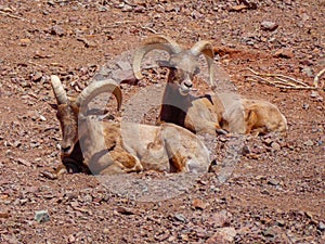 Couple of desert bighorn sheep enjoying the bright sunlight while laying on the gravelly ground