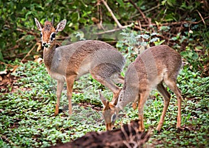 A couple of dik-dik antelopes, in Tanzania, Africa