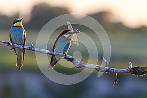 Couple dines colored birds at sunset