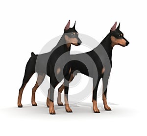 Couple Doberman Protection photo