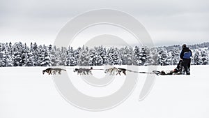Couple dog sledding over a frozen lake near to the forest , high contrast photo