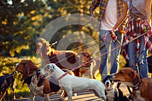 Couple dog walkers with dog enjoying in park photo