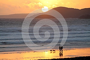 Couple and dogs with beach sunset