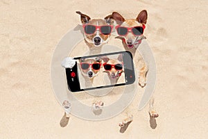 Couple of dogs buried in sand selfie