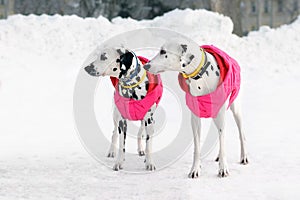 Couple dogs Dalmatians wearing pink jacket