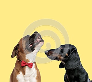 Couple of dogs howling in pain and looking aside