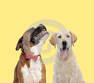 Couple of dogs howling sad and panting happy