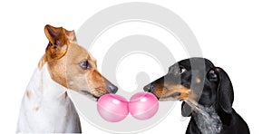 Couple of dogs  in love, chewing bubble gum