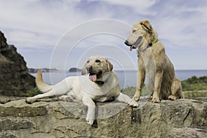 Couple of dogs sitting with a beautiful landscape