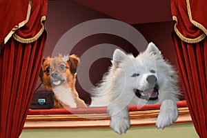 Couple of dogs in theater photo