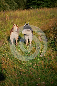 Couple of dogs on a walk in a sunny meadow, rear view, shaggy asses photo