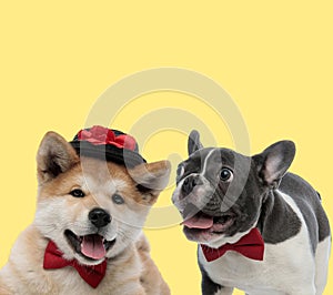 Couple of dogs wearing bowtie and hat sticking out tongue