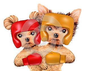 Couple of dogs wearing boxing helmet and gloves