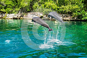 Nature photography - marine life in Mexico. photo